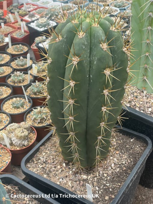 Tr. Terscheckii (Argentine Saguaro) - Whole Plant - Image 5