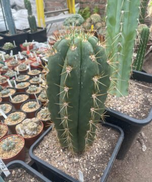 Trichocereus Terscheckii 26 01 5