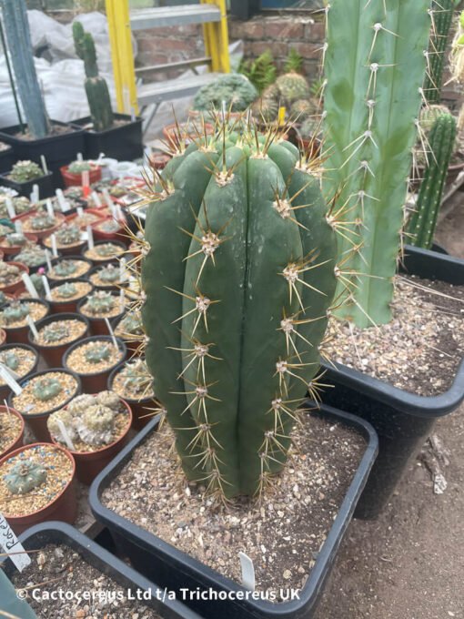 Tr. Terscheckii (Argentine Saguaro) - Whole Plant - Image 3