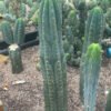 Trichocereus Terscheckii 26 01 7