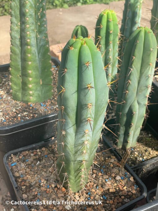 Tr. Bridgesii &Quot;Psycho0&Quot; X Peruvianus &Quot;Sharxx Blue&Quot; - Whole Plant - Image 3