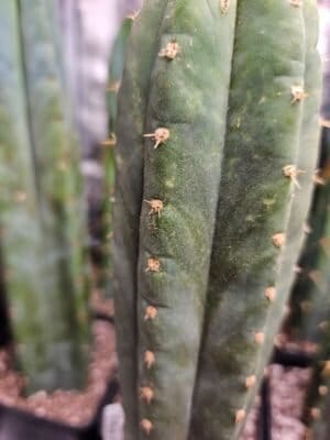 Trichocereus (Echinopsis) pachanoi "Yowie" - Whole Plant photo review