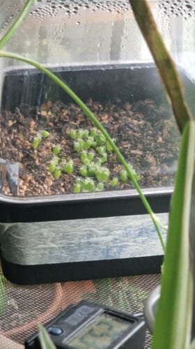 Tr. peruvianus "Matucana" Seeds photo review