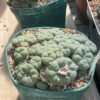 Lophophora Williamsii 1