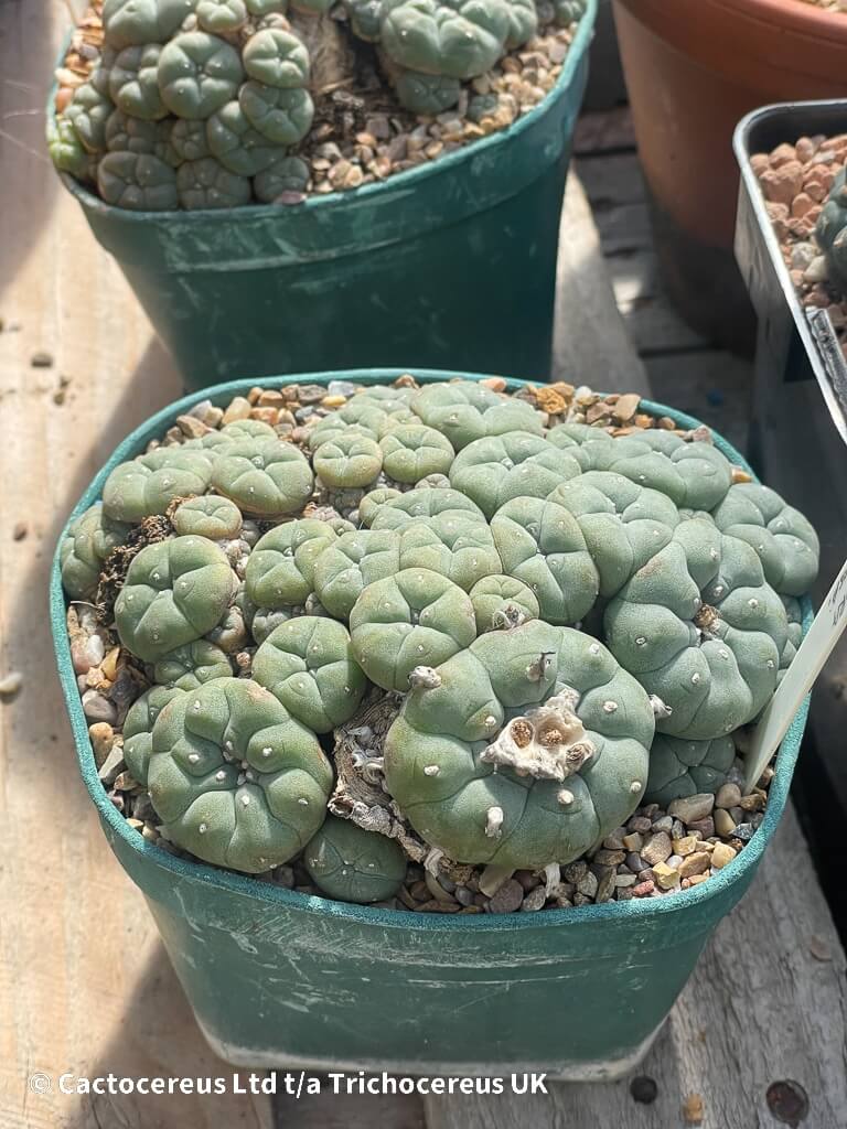 Lophophora williamsii var Caespitosa - 14cm | Cactocereus UK t/a