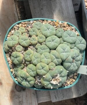 Lophophora Williamsii 2