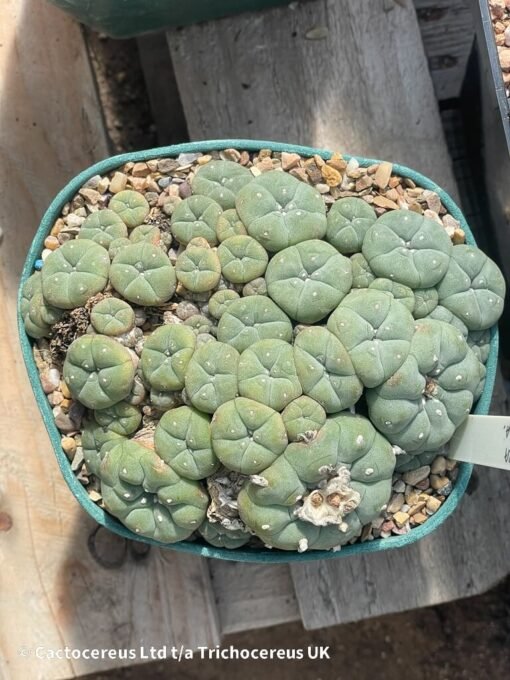 Lophophora Williamsii Var Caespitosa - 14Cm - Image 2