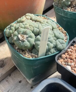 Lophophora Williamsii 3