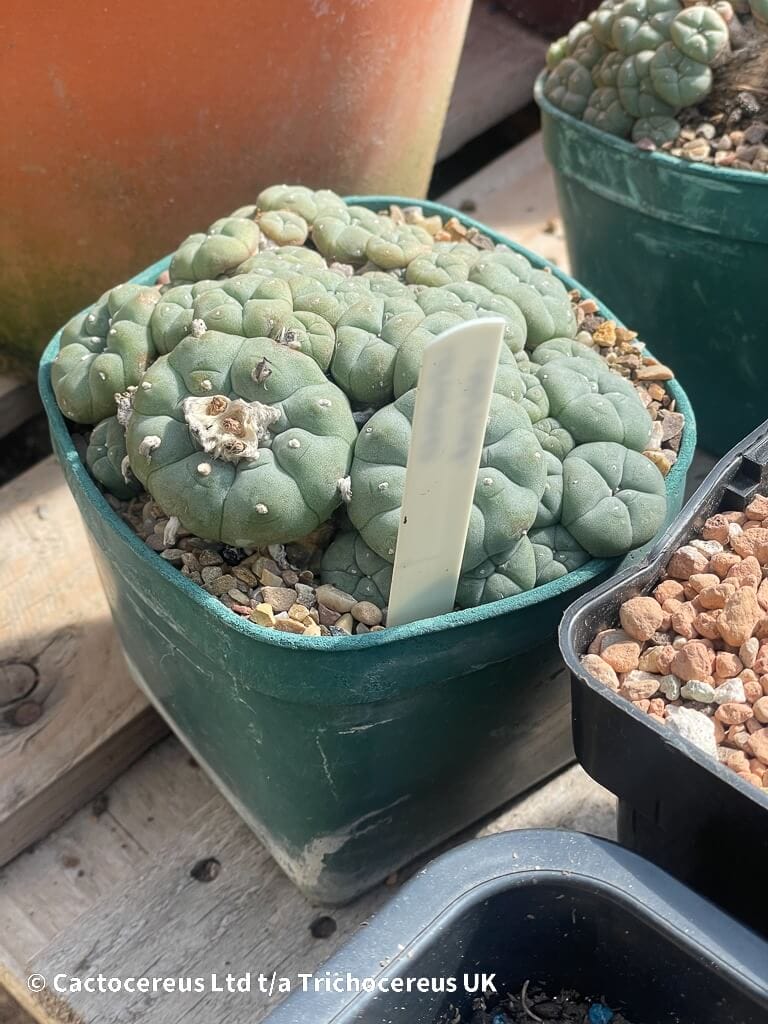 Lophophora williamsii var Caespitosa - 14cm | Cactocereus UK t/a
