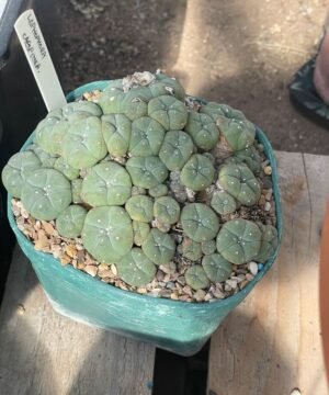 Lophophora Williamsii 4