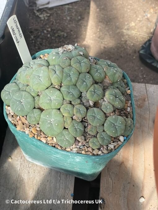 Lophophora Williamsii Var Caespitosa - 14Cm - Image 4