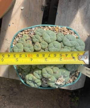 Lophophora Williamsii 5