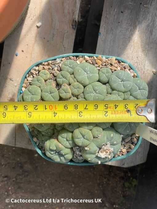 Lophophora Williamsii Var Caespitosa - 14Cm - Image 3