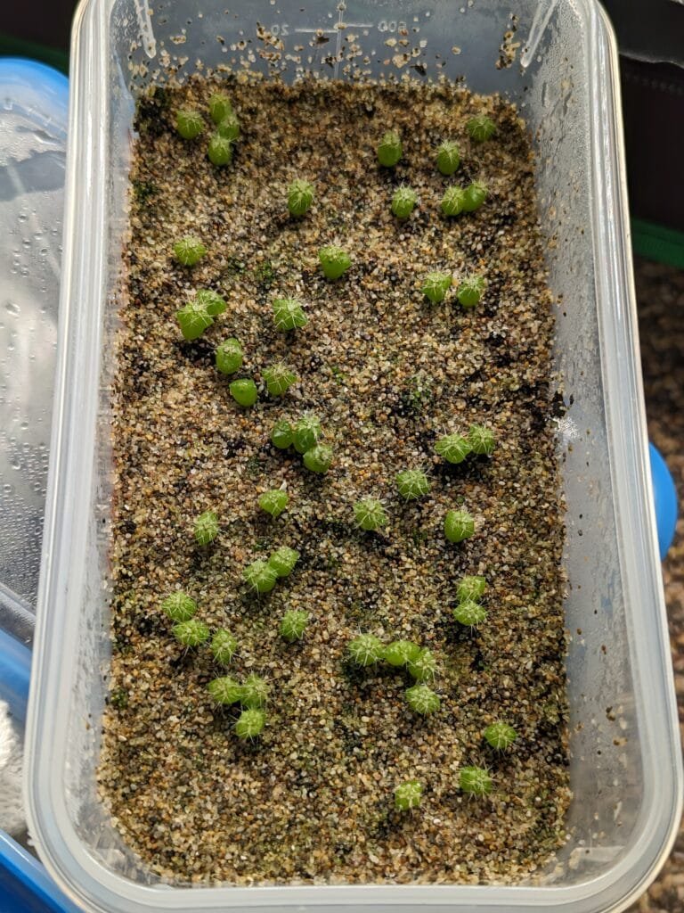 Tr. peruvianus "Matucana" Seeds photo review