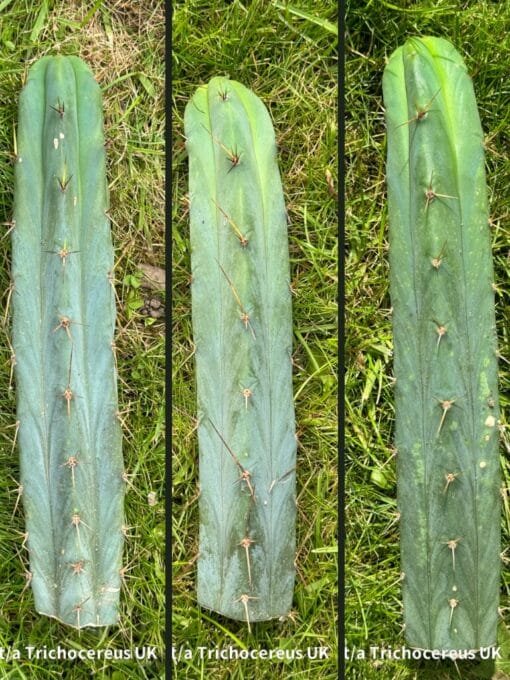 Tr. Bridgesii / Ech. Lageniformis / Bolivian Torch Cuts