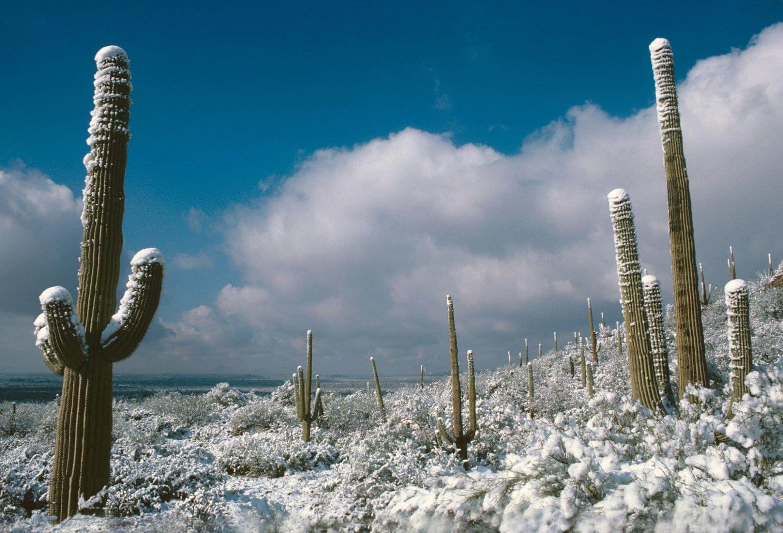 Cold Cactus