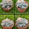 Lophophora Williamsii Caespitosa Featured