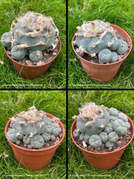 Lophophora Williamsii &Quot;Caespitosa&Quot; Old Boys - 7Cm+