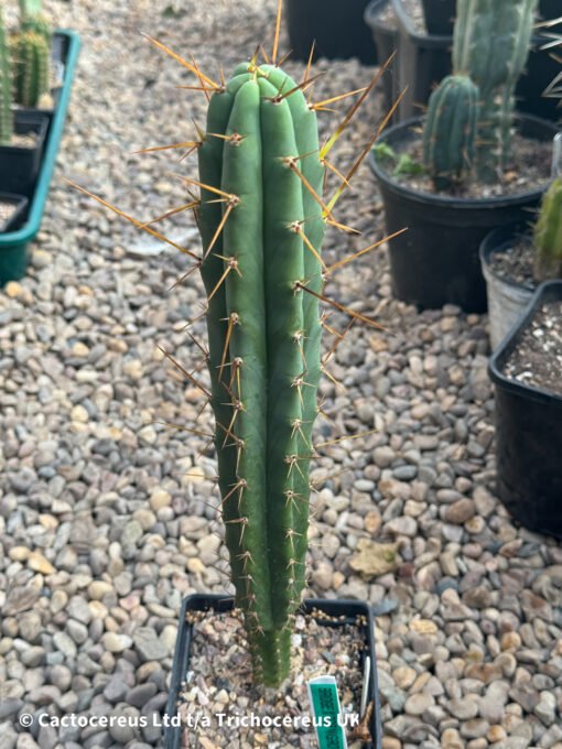 Tr. Bridgesii 'Psycho0 X J18' - Whole Plant