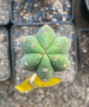 Tr Pachanoi Matucana 2