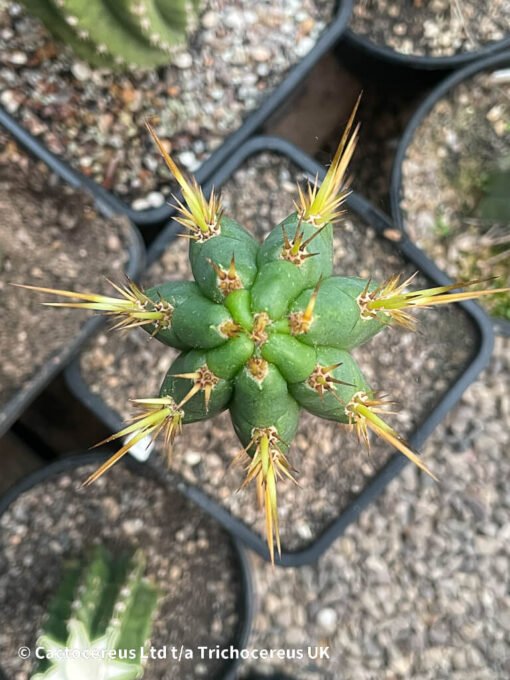 Tricho Vault - Tr. Peruvianus Sharxx Blue Op Whole Plant - Image 3