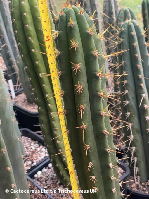 Tricho Vault - Tr. Peruvianus Sharxx Blue Op Whole Plant - Image 2