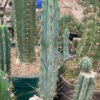 Trichocereus Bridgesii La Paz 3