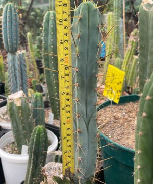 Trichocereus Bridgesii La Paz 4