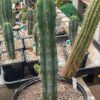 Trichocereus Bridgesii Psycho0 X J18 1