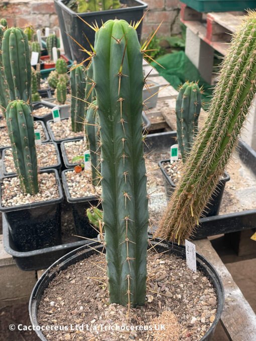 Tr. Bridgesii &Quot;Psycho0 X J18&Quot; - Whole Plant