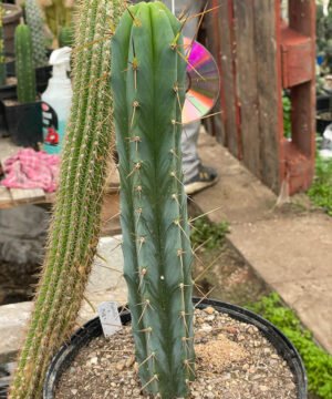 Trichocereus Bridgesii Psycho0 X J18 2