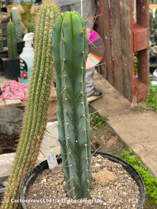 Tr. Bridgesii &Quot;Psycho0 X J18&Quot; - Whole Plant - Image 4