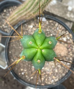 Trichocereus Bridgesii Psycho0 X J18 3