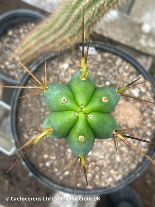 Tr. Bridgesii &Quot;Psycho0 X J18&Quot; - Whole Plant - Image 3