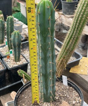 Trichocereus Bridgesii Psycho0 X J18 4