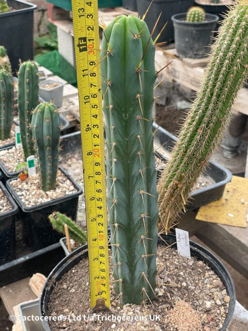 Tr. Bridgesii &Quot;Psycho0 X J18&Quot; - Whole Plant - Image 2