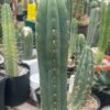 Trichocereus Pachanoi Yowie Clone 1