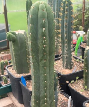 Trichocereus Pachanoi Yowie Clone 2