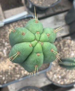 Trichocereus Pachanoi Yowie Clone 3