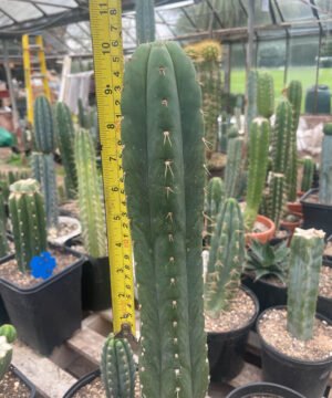 Trichocereus Pachanoi Yowie Clone 4