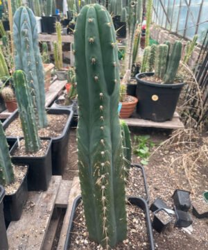 Trichocereus Peruviana 1