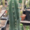 Trichocereus Peruviana 2