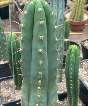 Trichocereus Peruviana 3