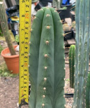 Trichocereus Peruviana 4