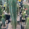 Trichocereus Santaensis Huata Landrace Op 01