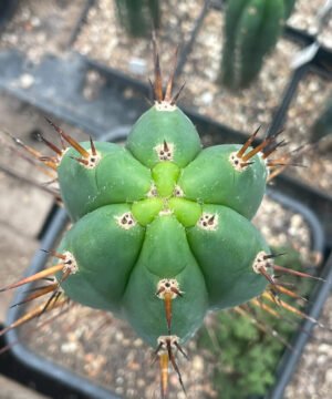 Trichocereus Santaensis Huata Landrace Op 03