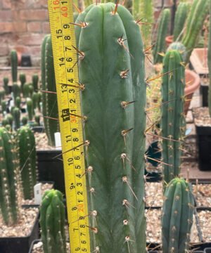 Trichocereus Santaensis Huata Landrace Op 04