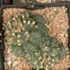 Lophophora Williamsii Bubble 1