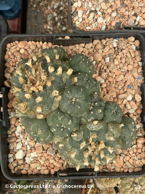 Lophophora Williamsii (Peyote) - 13Cm - The Bubble