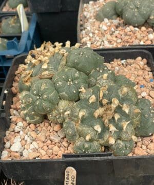 Lophophora Williamsii Bubble 2